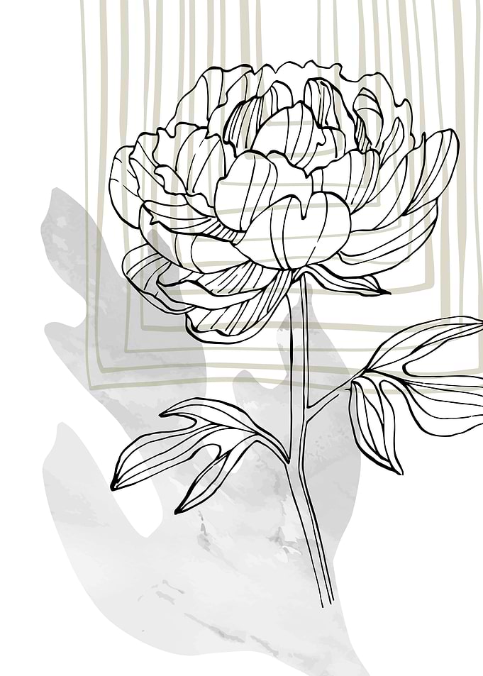 Peony Flowers Art