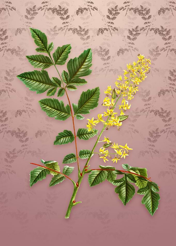 Vintage Golden Rain Tree