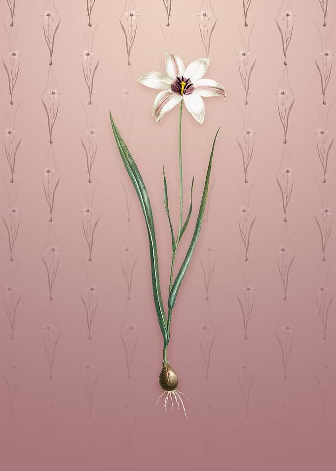 Lady Tulip on Dusty Pink