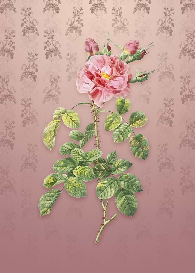 Four Seasons Rose in Bloom