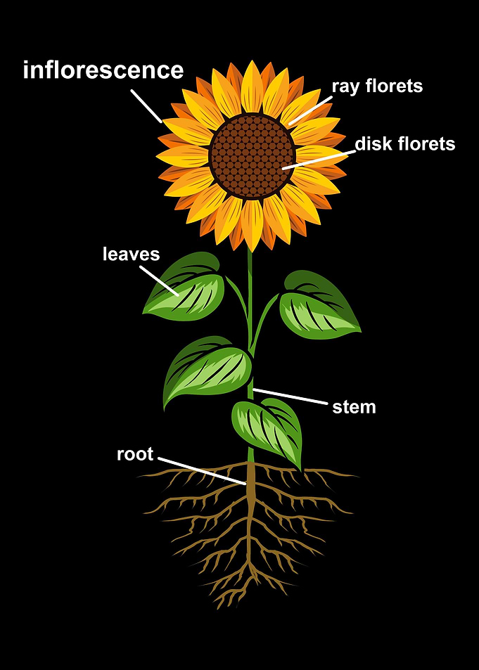 Gardening Sunflower