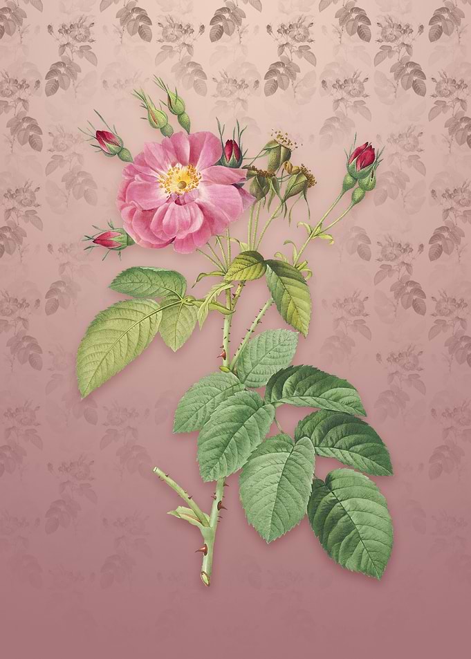 Vintage Harsh Downy Rose