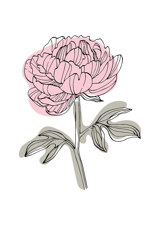 Peony Minimalist ART