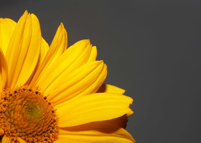 Heliopsis flower close up
