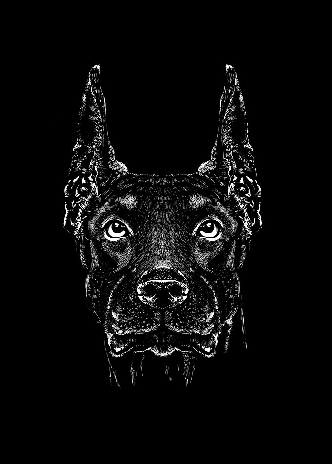 Doberman dog animal