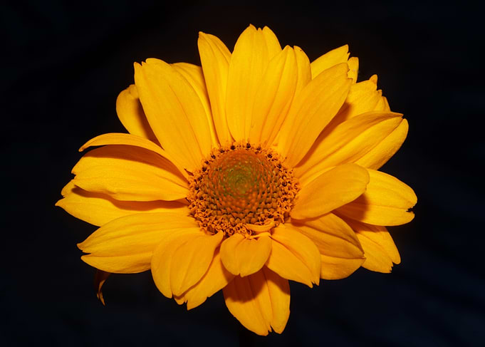 Heliopsis helianthoides