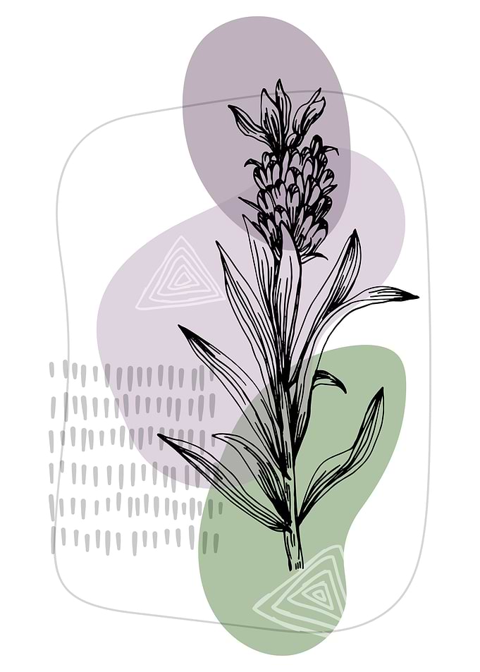 Lavender Botanical Nordic