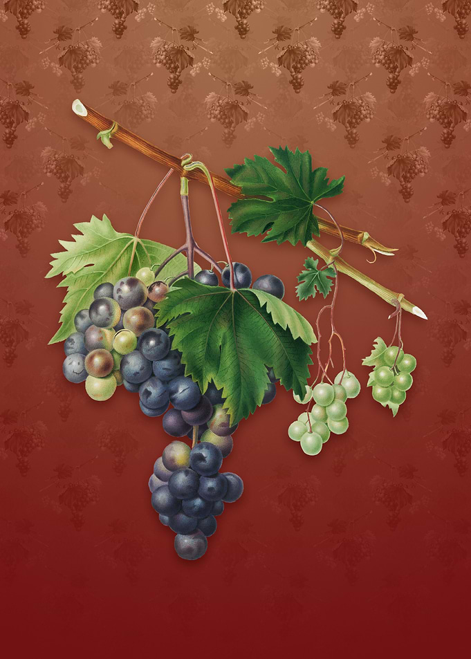 Vintage Grape from Ischia