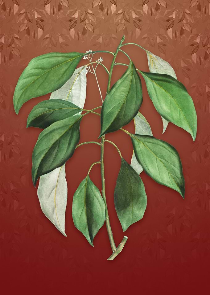 Vintage Camphor Tree