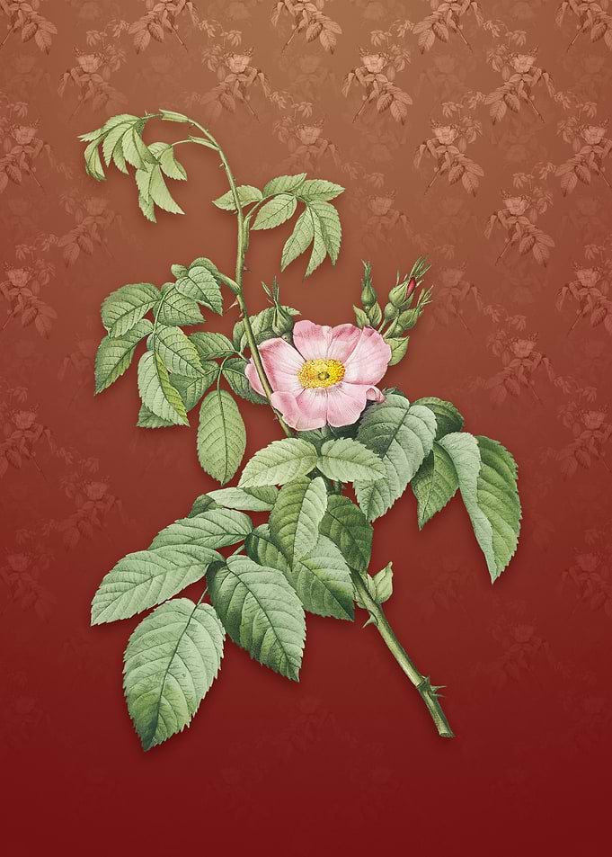 Apple Rose on Falu Red