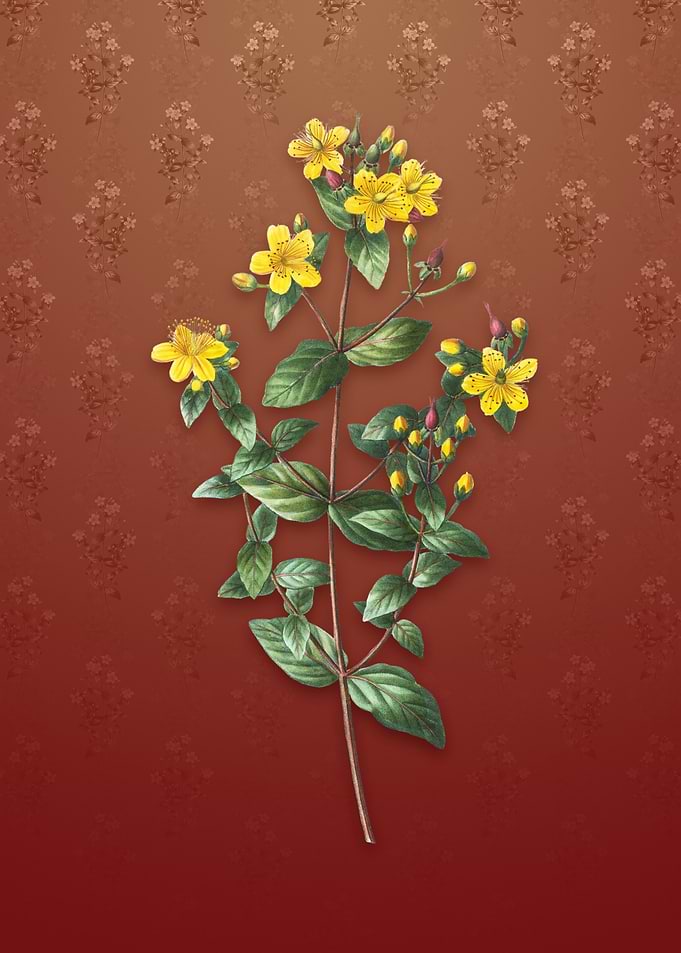 Vintage Stinking Tutsan