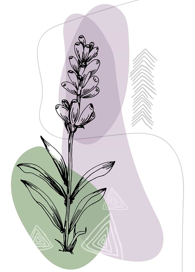 Lavender Botanical Nordic