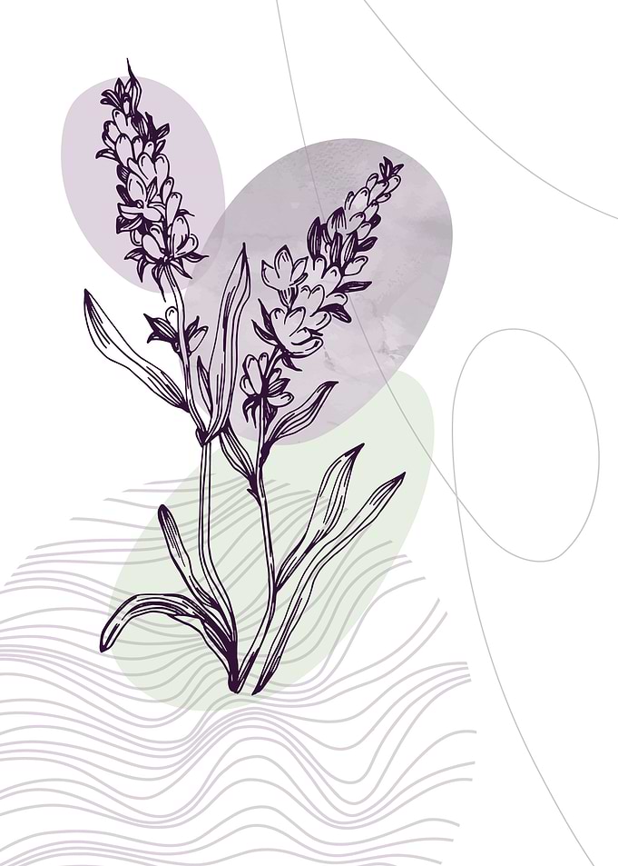 Lavender Botanical Nordic