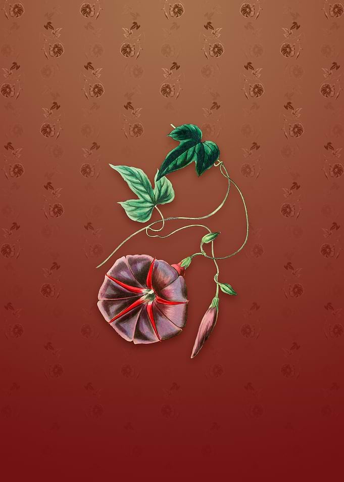Vintage Male Jalap Flower