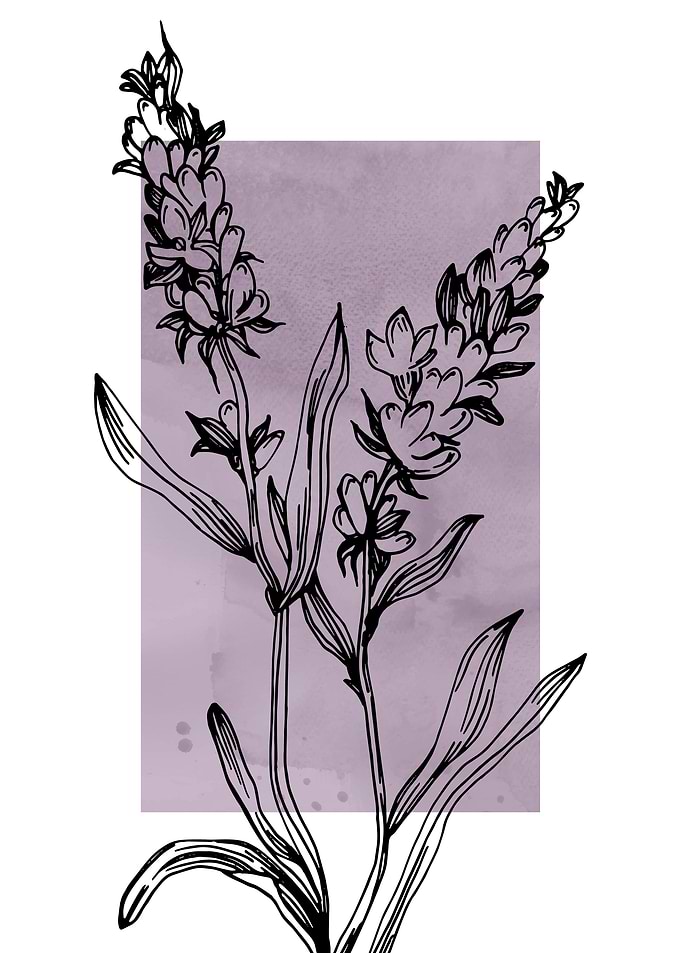 Lavender Botanical Nordic