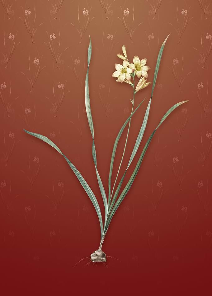 Vintage Gladiolus Lineatus