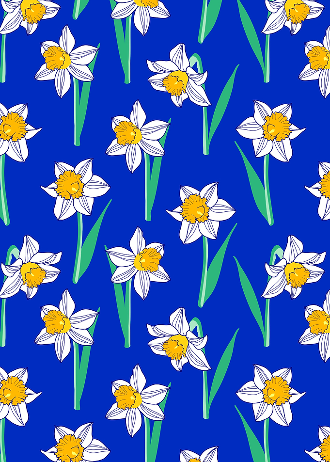 Daffodil flowers on blue