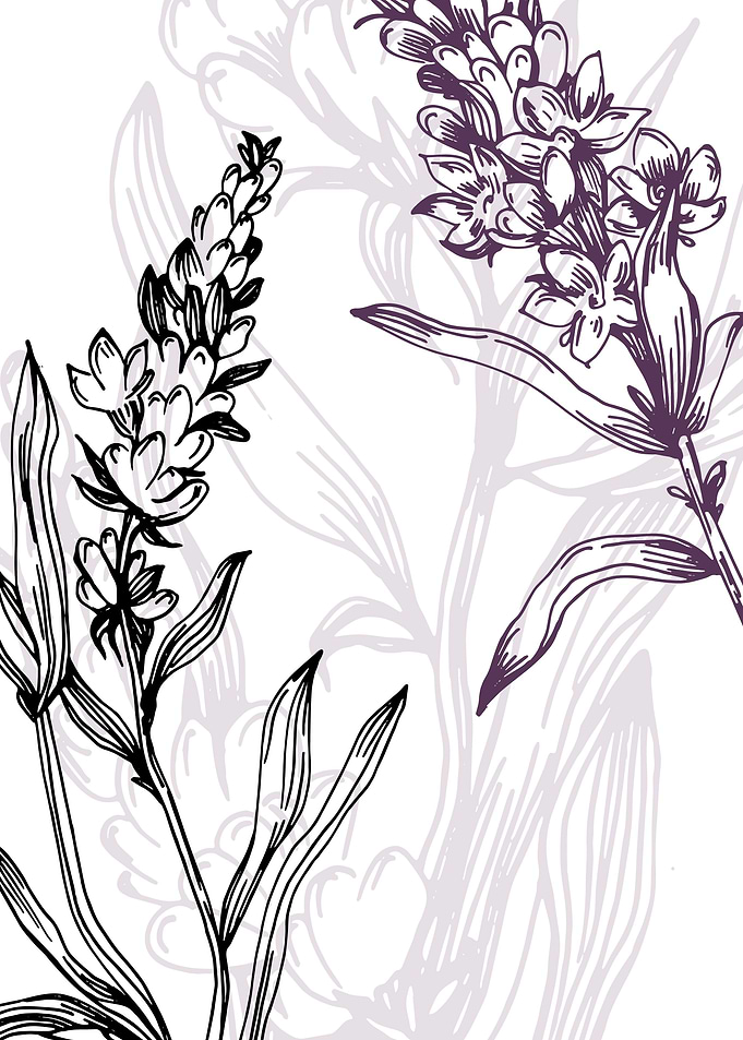Lavender Botanical Nordic