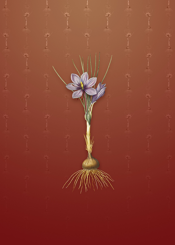 Vintage Crocus Sativus