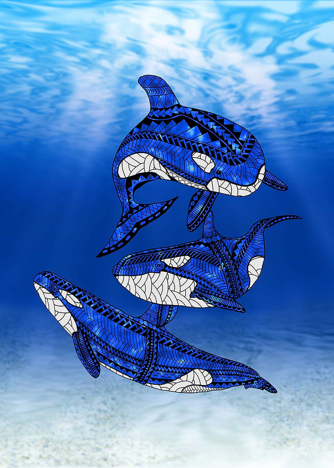 Tribal Orca Killer Whales