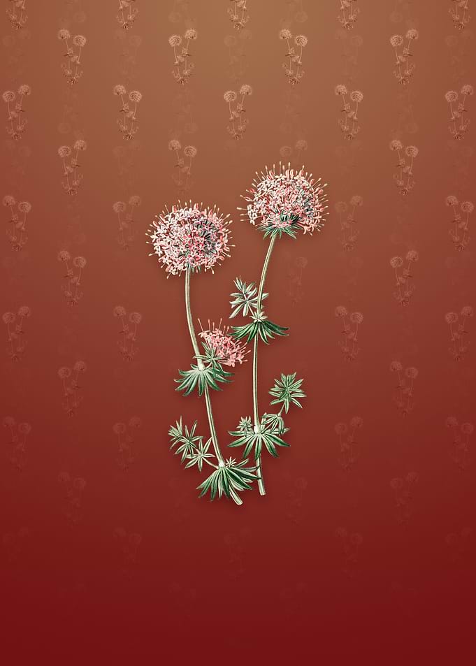 Vintage Crucianella Flower