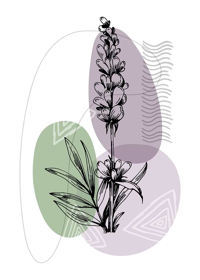 Lavender Botanical Nordic