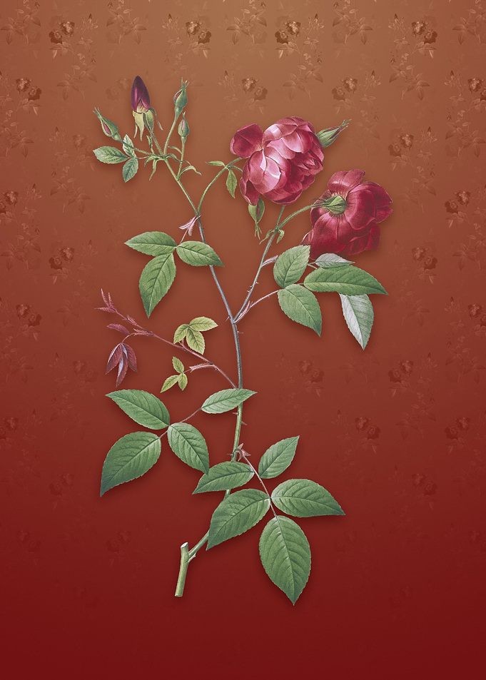 Vintage Velvet China Rose
