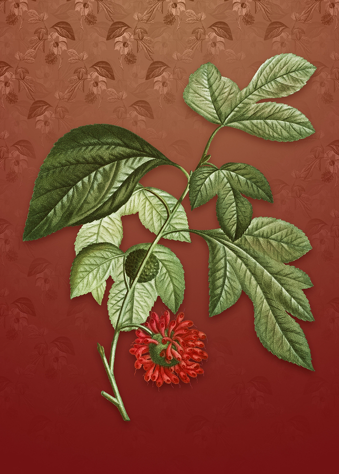 Paper Mulberry Flower