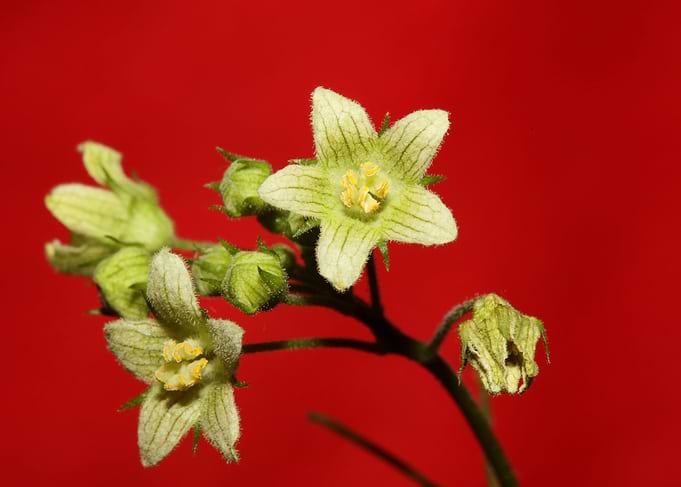 Flower blossoming close up