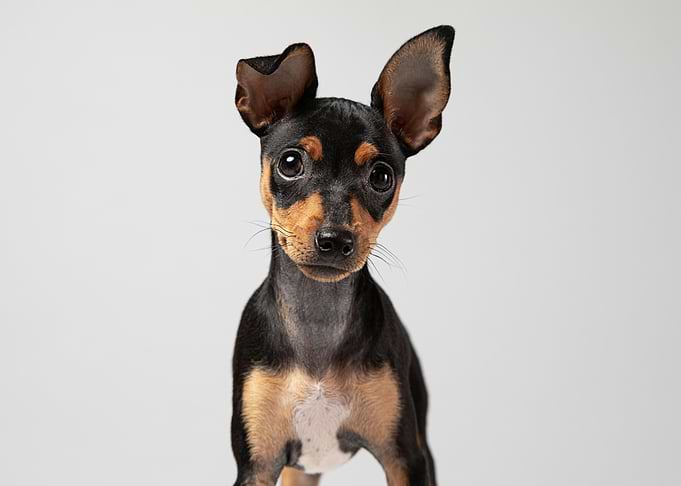 Cute Dog Portrait