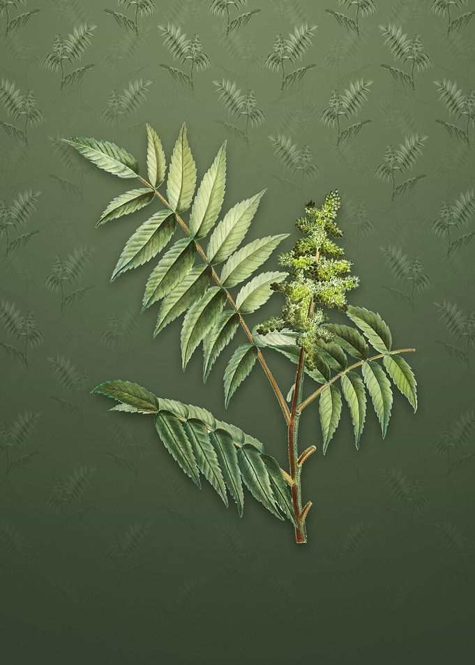 Vintage Staghorn Sumac