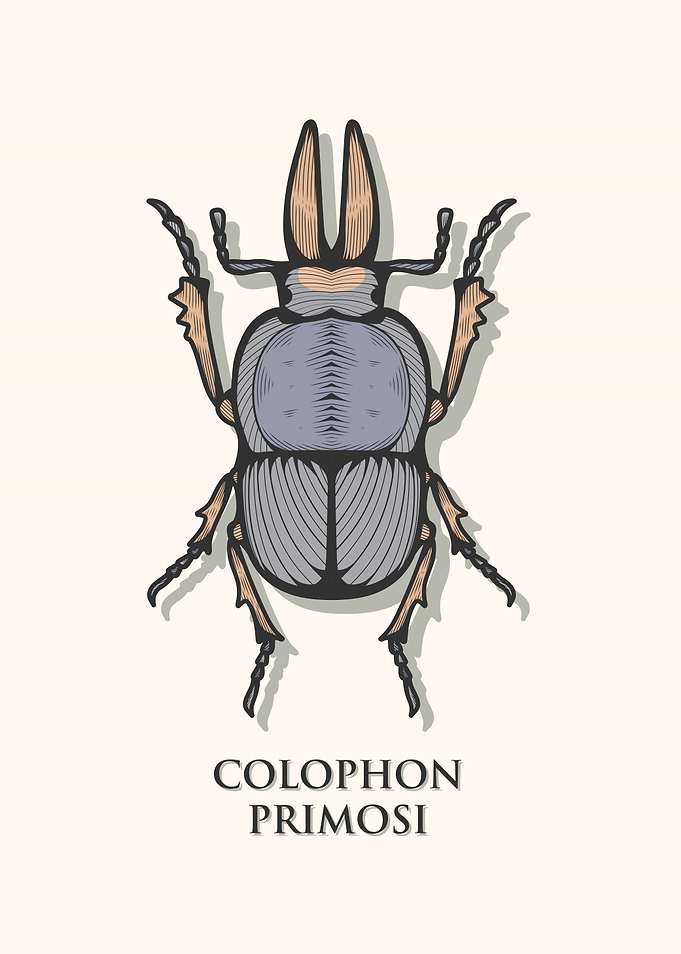 Barnards Stag Beetle