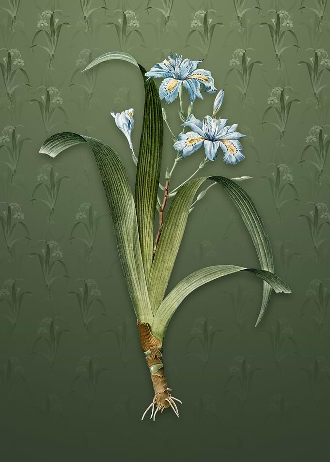 Vintage Iris Fimbriata