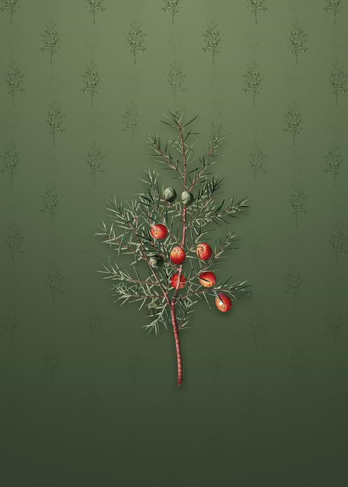 Vintage Common Juniper