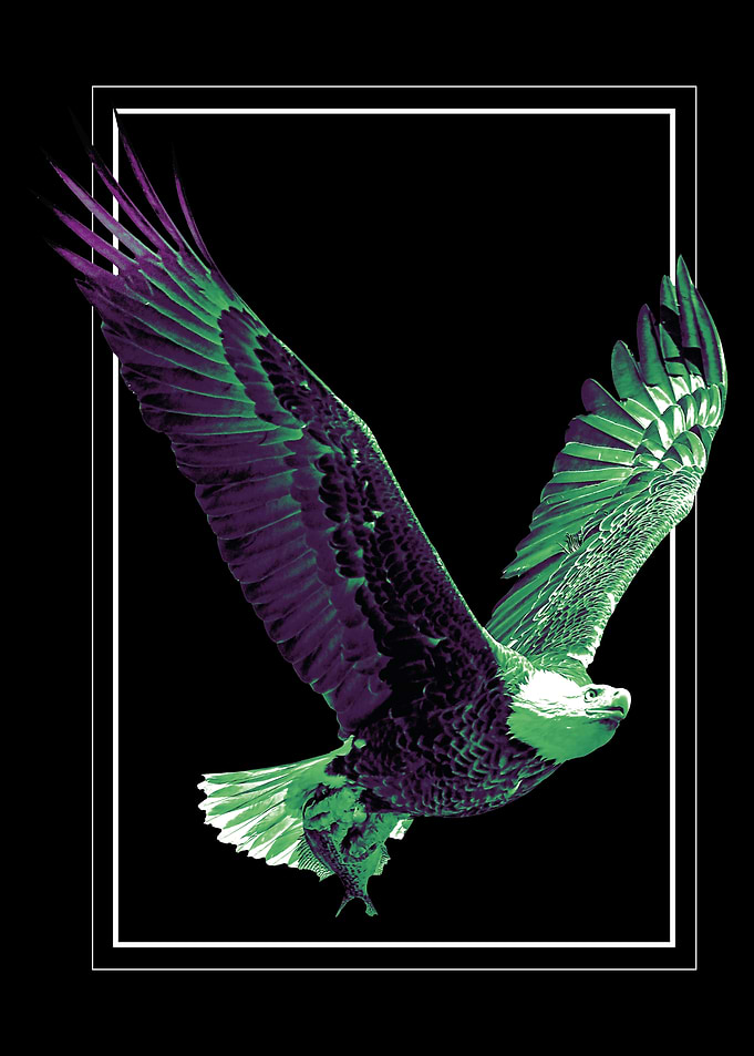 Eagle flying in the sky