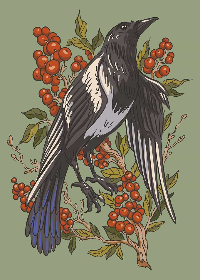 Magpie bird and cranberry