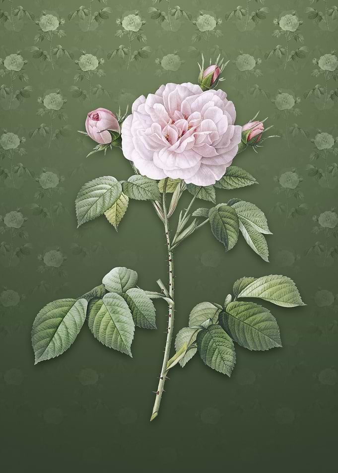 Rosa Alba on Lunar Green