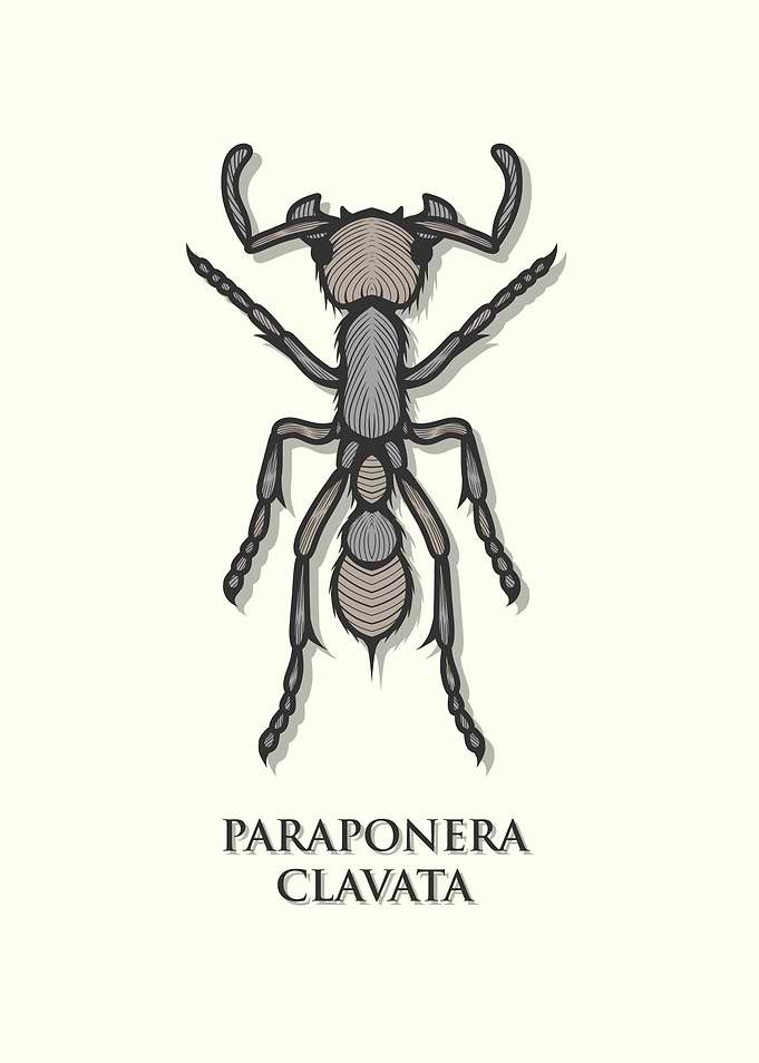 Bullet Ant
