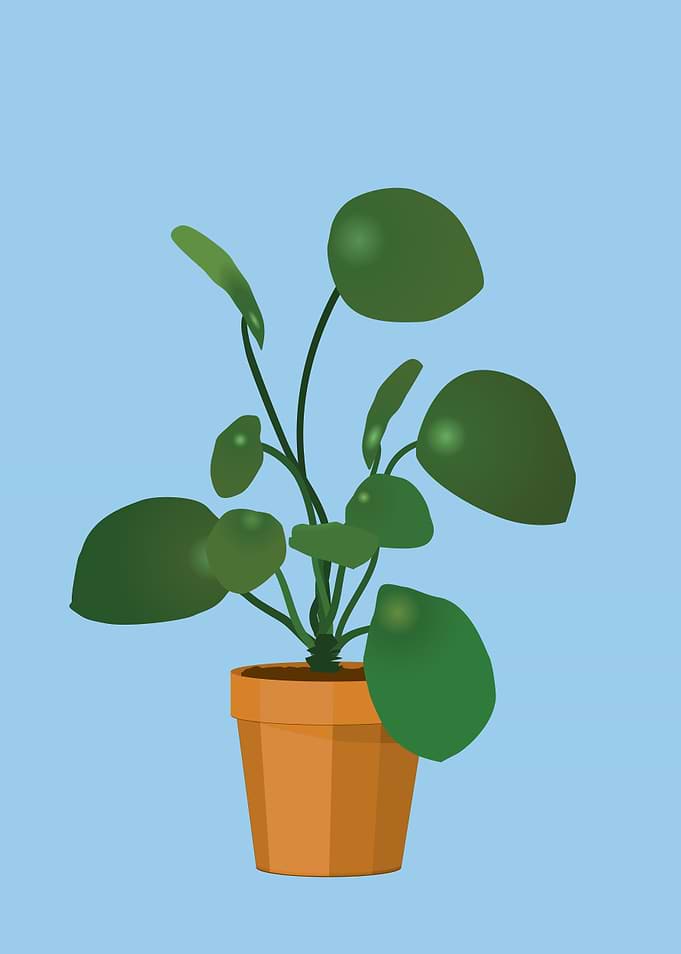 Chinese money plant