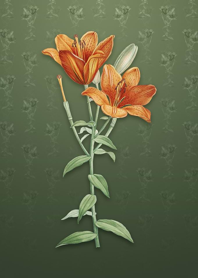 Orange Bulbous Lily