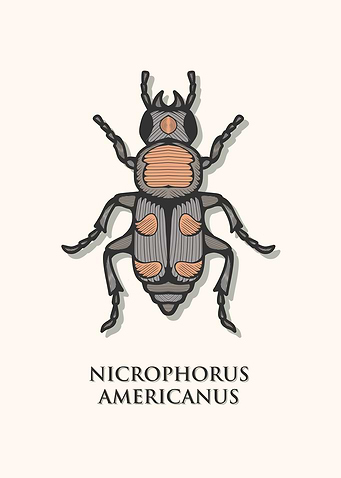 American Burying Beetle