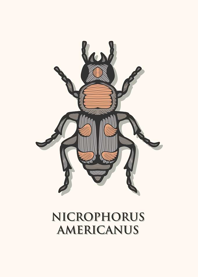 American Burying Beetle