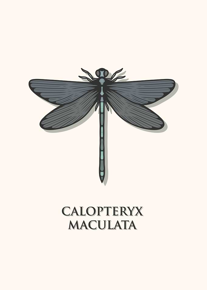 Ebony Jewelwing Damselfly
