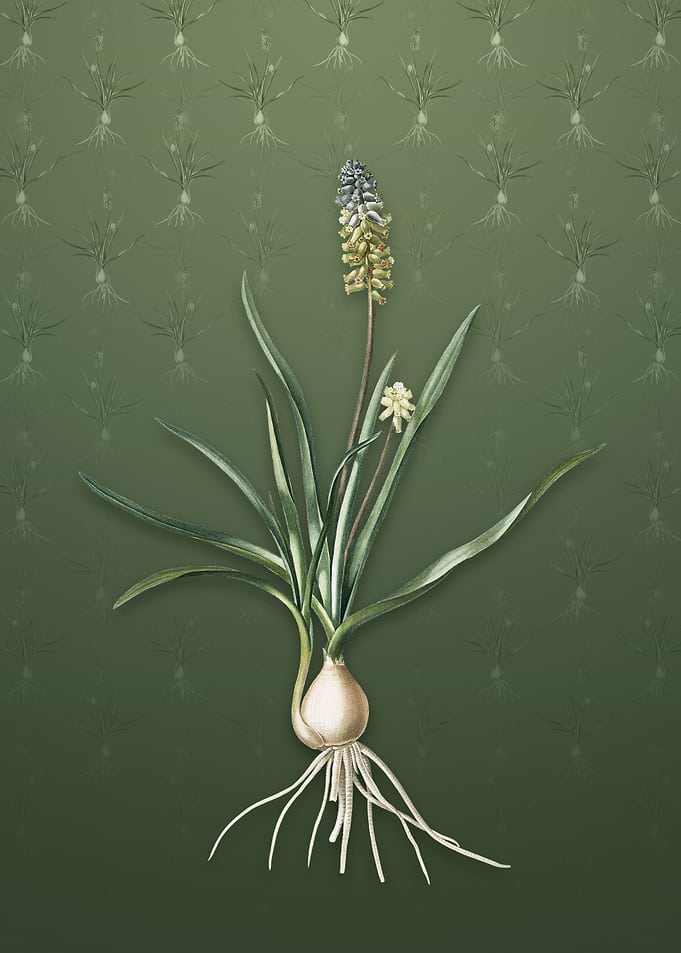 Muscari Ambrosiacum