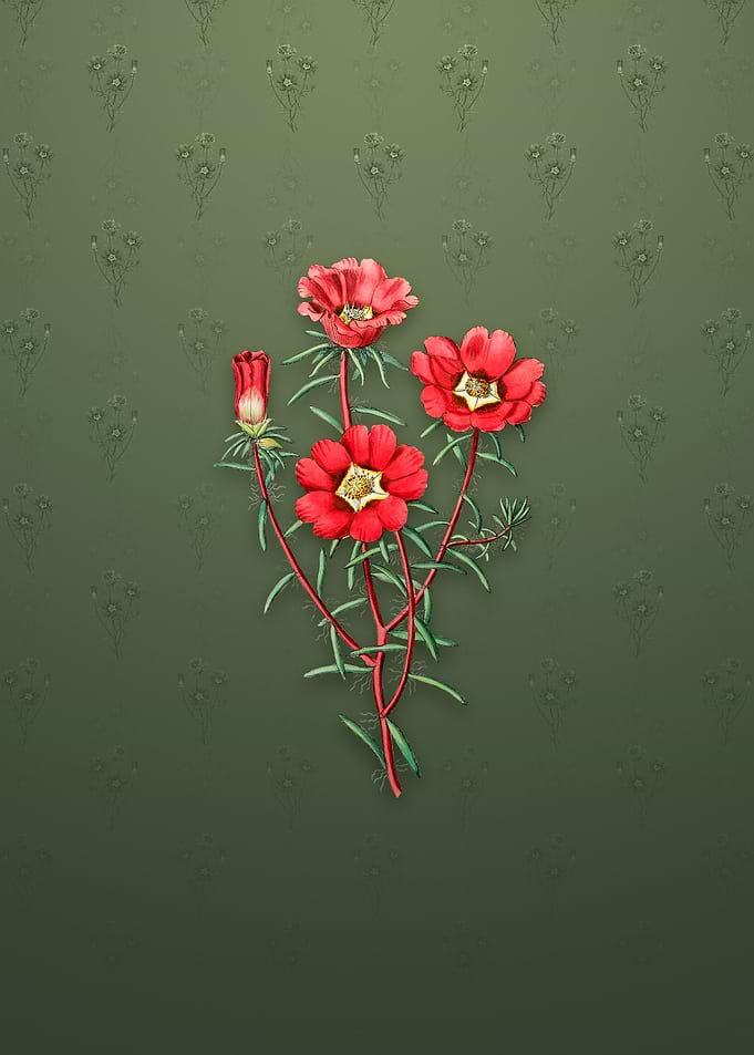 Portulaca Splendens Flower