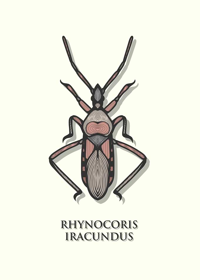 Assassin Bug