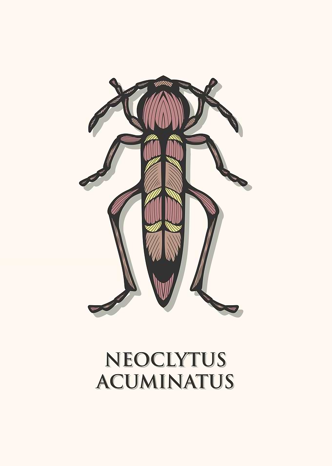 Red Ash Borer Beetle