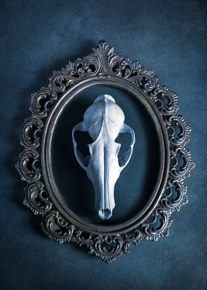 Skull portraits I