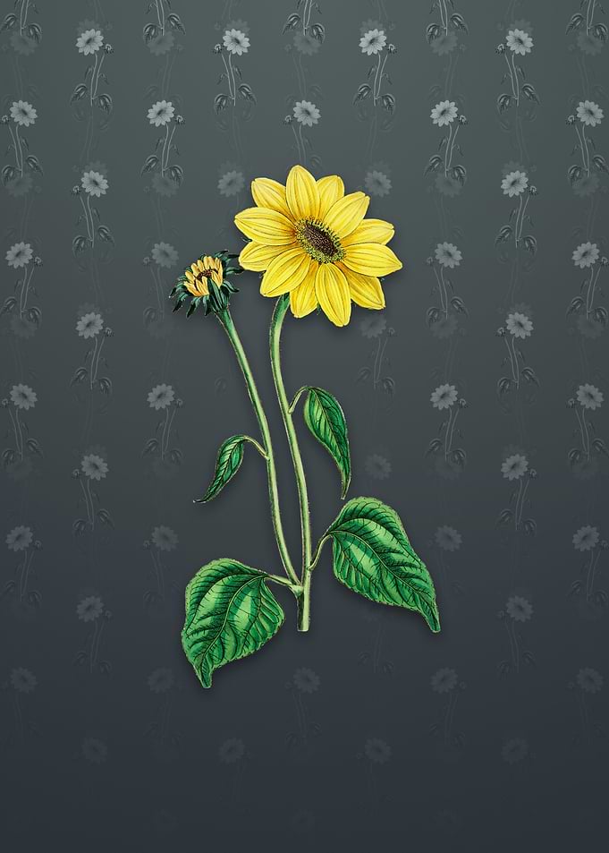 Trumpet Stalked Sunflower