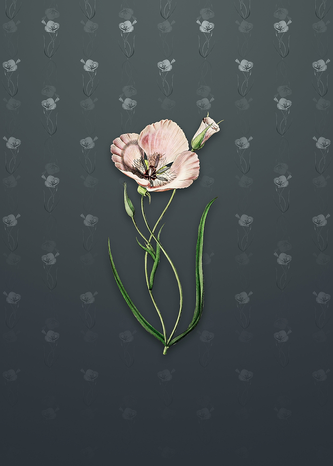 Satiny Calochortus Flower